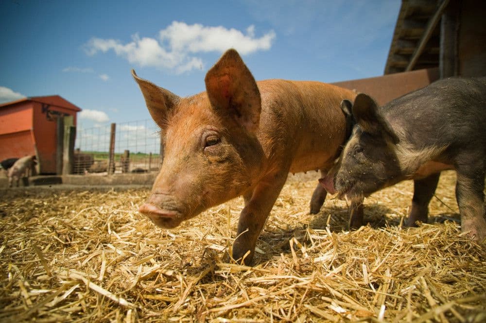 Two young pigs stand in a bed of straw with a blue sky.