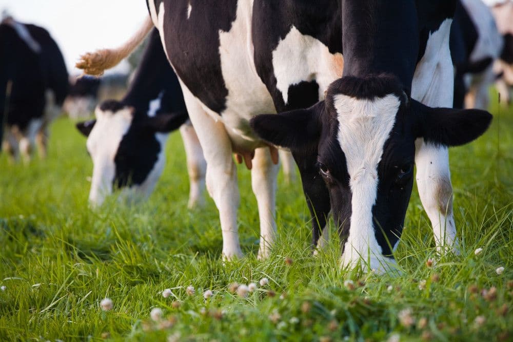 A black and white Holstein cow grazes green grass and clover.