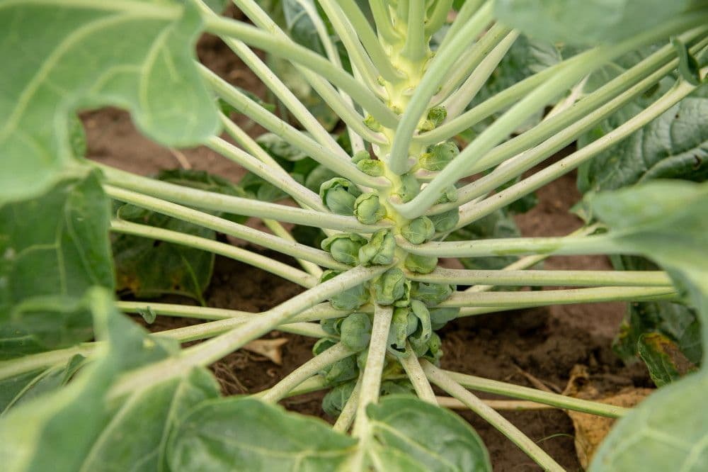 A close up look at a stalk of brussels sprouts in the field.