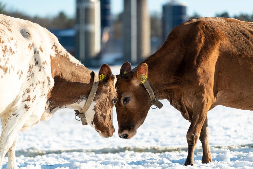 Two brown and white dairy cows play butt heads in the snow.